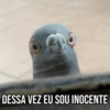 Pets Fofos Memes 5 🐾 15