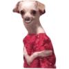 Mascotas Rammdom 12