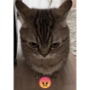 Gato shitpost 8