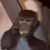 Changos 27