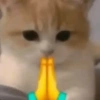 Kucing lucu 10