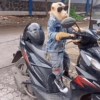 Macacos 26
