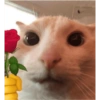 Kucing lucu 20