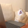 🐱Gatitos🐱 12