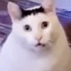 ❤️🐱Michitos reacciones🐱❤️ 8