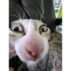 Kucing 8