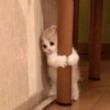 Gatitos 🥰💗 5