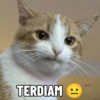 TERDIAM 1: