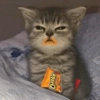 😎 Gatitos pa chatear 😎 2 8