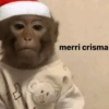 AS NOVAS DE NATAL 15