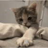 Nao 5