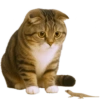 🙀 GATOS 🐈 9