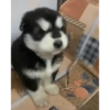 Doggies Moods 13