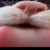 Más gatos tonotos 28