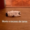 Animalitos Random🪴🐾 16