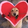 Perritos VARIADITOS! 🐕🐾 21