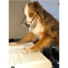 Perritos para el chat 🤣 7