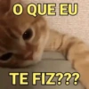 Gatinhos desconfiados 5