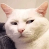 ❤️🐱Michitos reacciones🐱❤️ 7