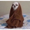 Animales Pa' ti  11
