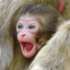 Monkey 23
