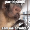 🐒 Macaco Direto e Sincero 23