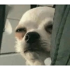 Animales Pa' ti  12