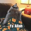 Raccoon Lucu 10