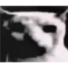 Gato shitpost 17