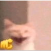 Más gatos tonotos 16