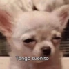 Animalitos Random🪴🐾 18