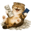 🙀 GATOS 🐈 7