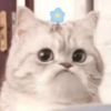 ❤️🐱Michitos reacciones🐱❤️ 10
