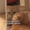 Animalitos Random🪴🐾 19
