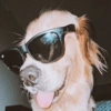 Cachorro memes 15