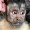 Monkys 3000 🐒 6