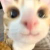😎 Gatitos pa chatear 😎 15