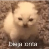 Animalitos 2 5