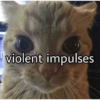 Gato shitpost 22