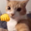 😎 Gatitos pa chatear 😎 13