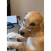 Perritos para el chat 🤣 8