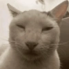 Kucing 10