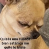 Perritos con frases 😎🌚 12