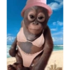 Monkey 18