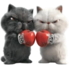 GATITOS REACCION 9