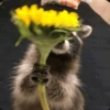 Raccoon Lucu 14