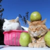 ꒰ა tomate cat ໒꒱ ‧ + extras 5