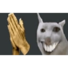 Cats 🐱 5