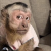 Macacos 5