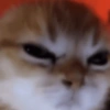 🐱Gatitos🐱 6